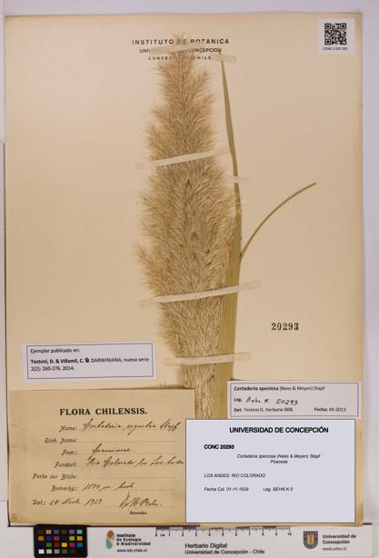 Cortaderia speciosa [Espécimen: UDEC:CONC:0020293]