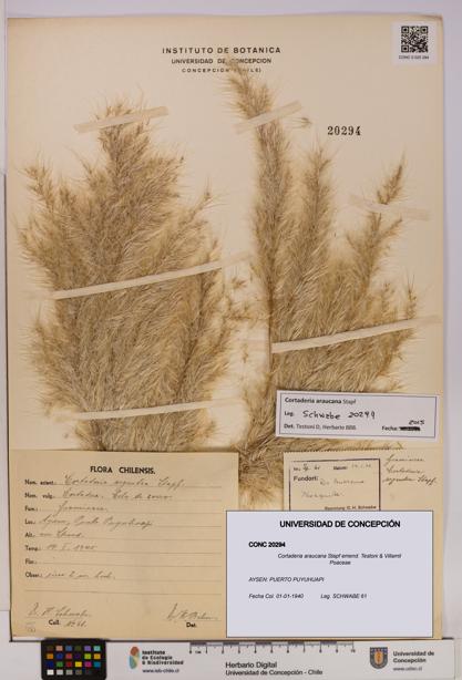 Cortaderia araucana [Espécimen: UDEC:CONC:0020294]