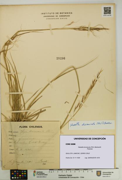 Nassella duriuscula [Espécimen: UDEC:CONC:0020296]