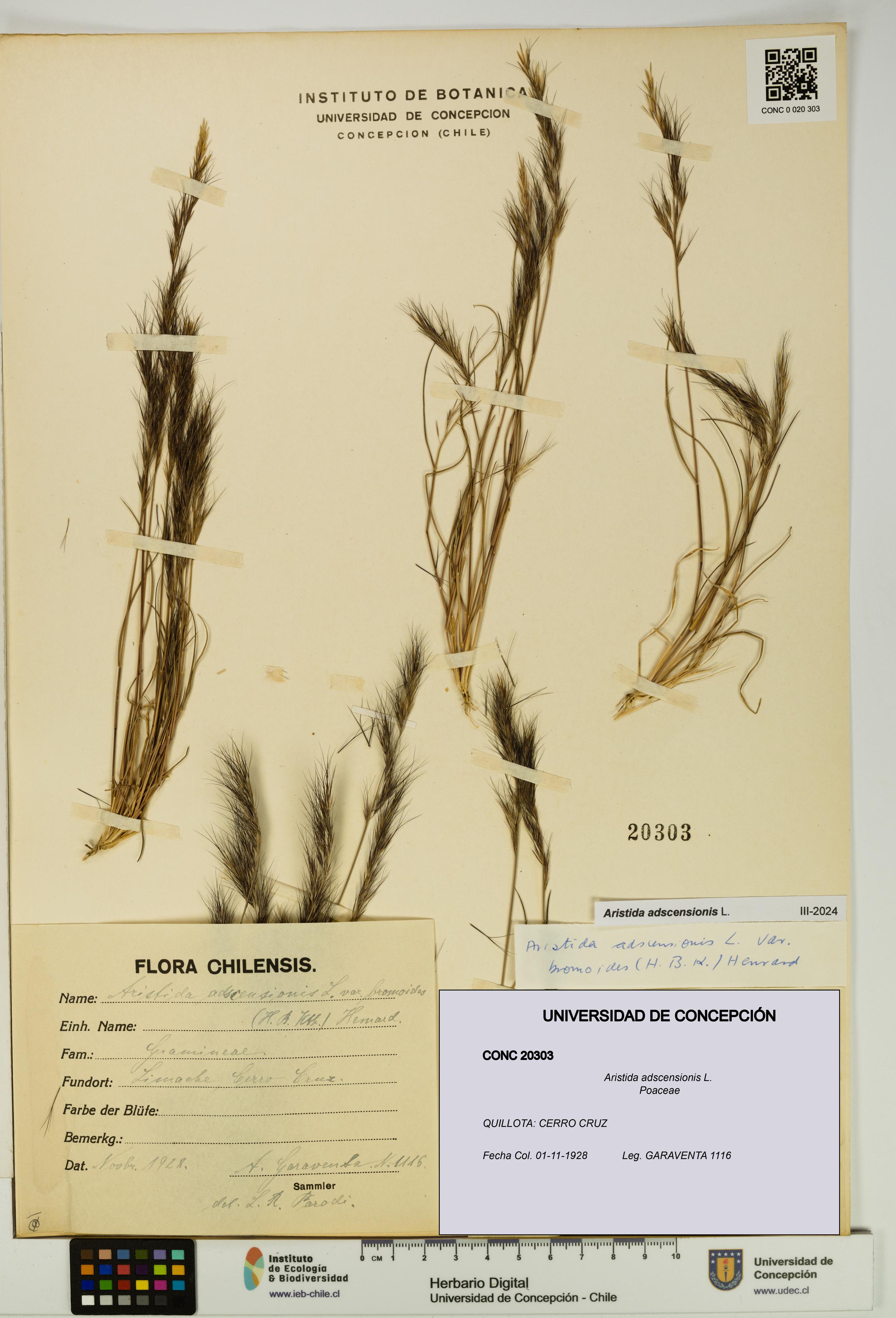 Aristida adscensionis [Espécimen: UDEC:CONC:0020303]