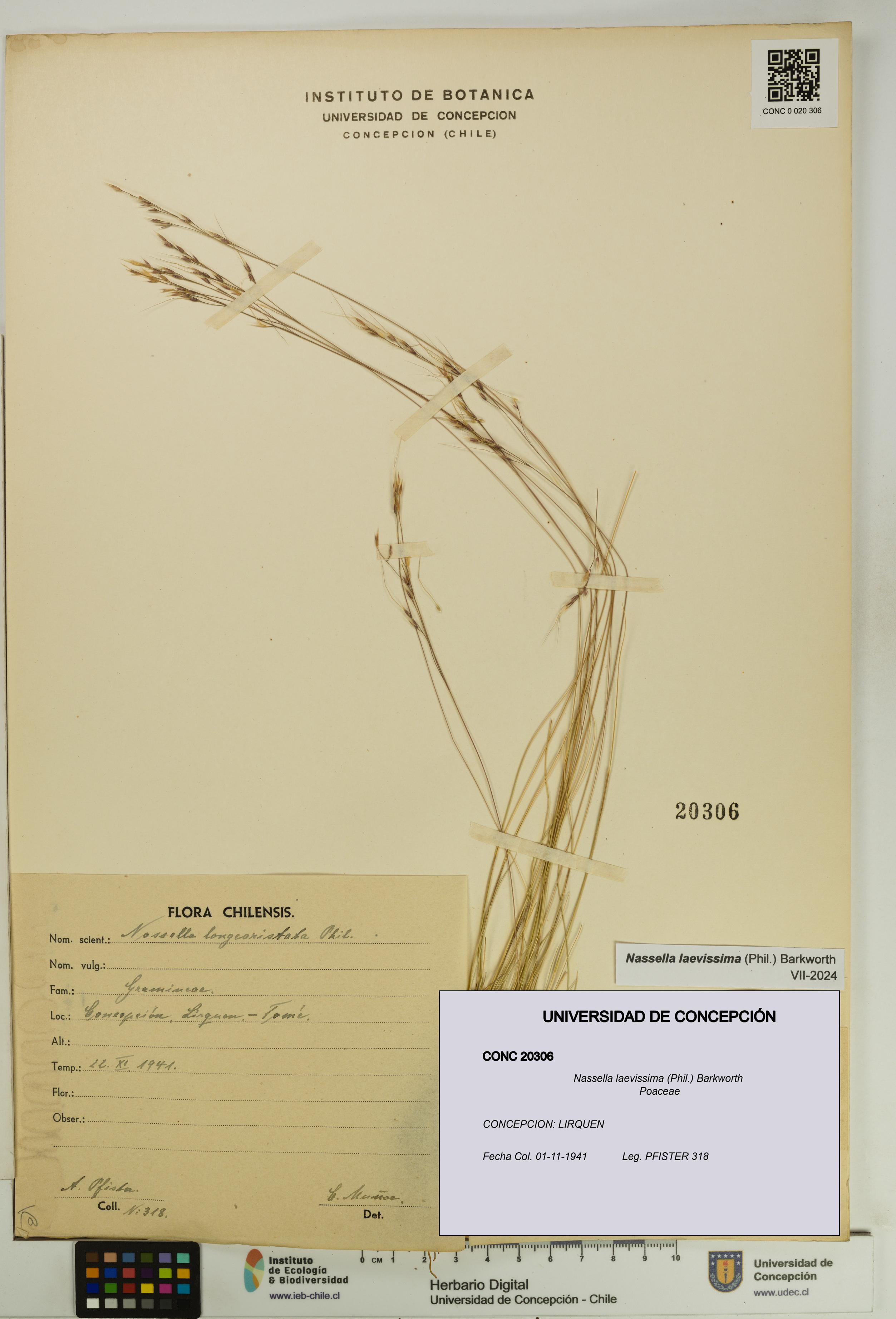 Nassella laevissima [Espécimen: UDEC:CONC:0020306]