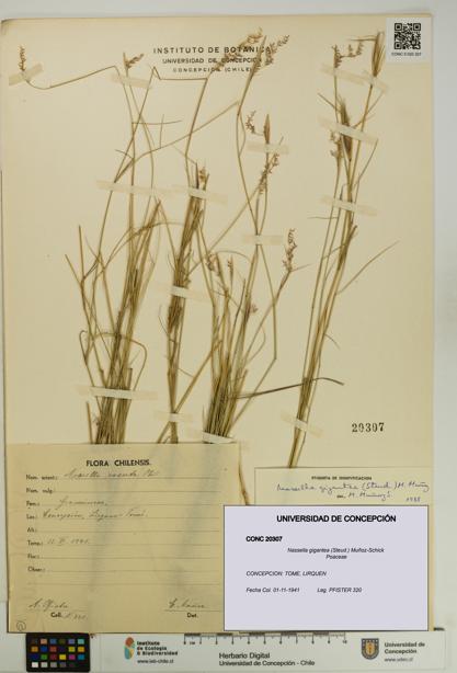Nassella gigantea [Espécimen: UDEC:CONC:0020307]