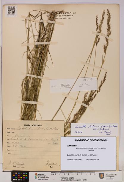 Nassella chilensis [Espécimen: UDEC:CONC:0020314]