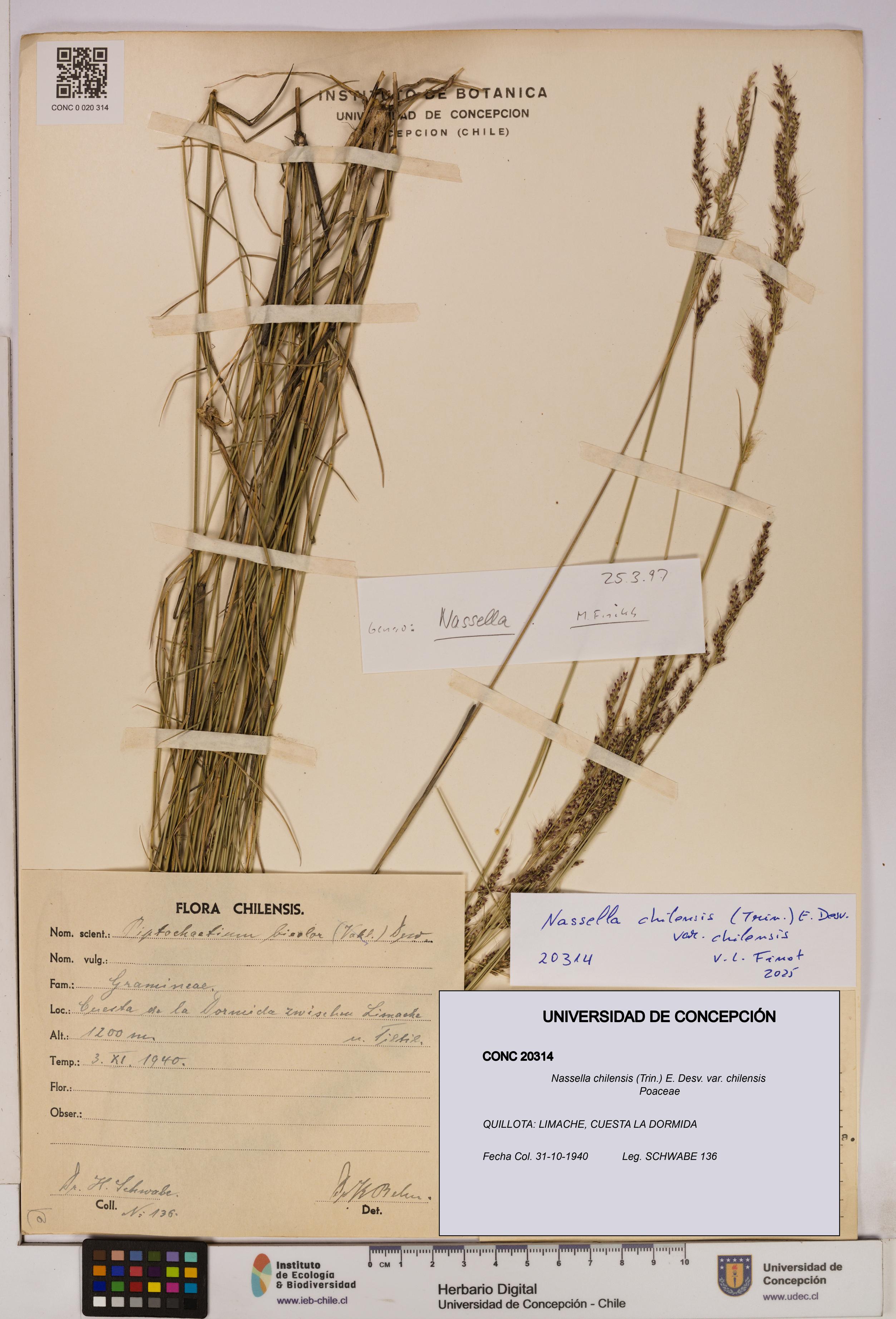 Nassella chilensis [Espécimen: UDEC:CONC:0020314]