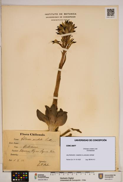 Chloraea cristata [Espécimen: ]