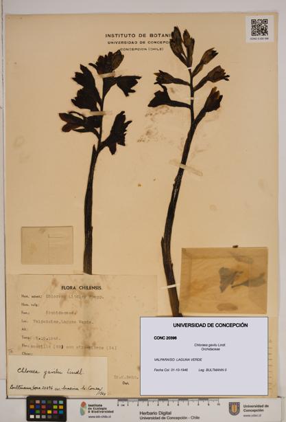 Chloraea gavilu [Espécimen: ]