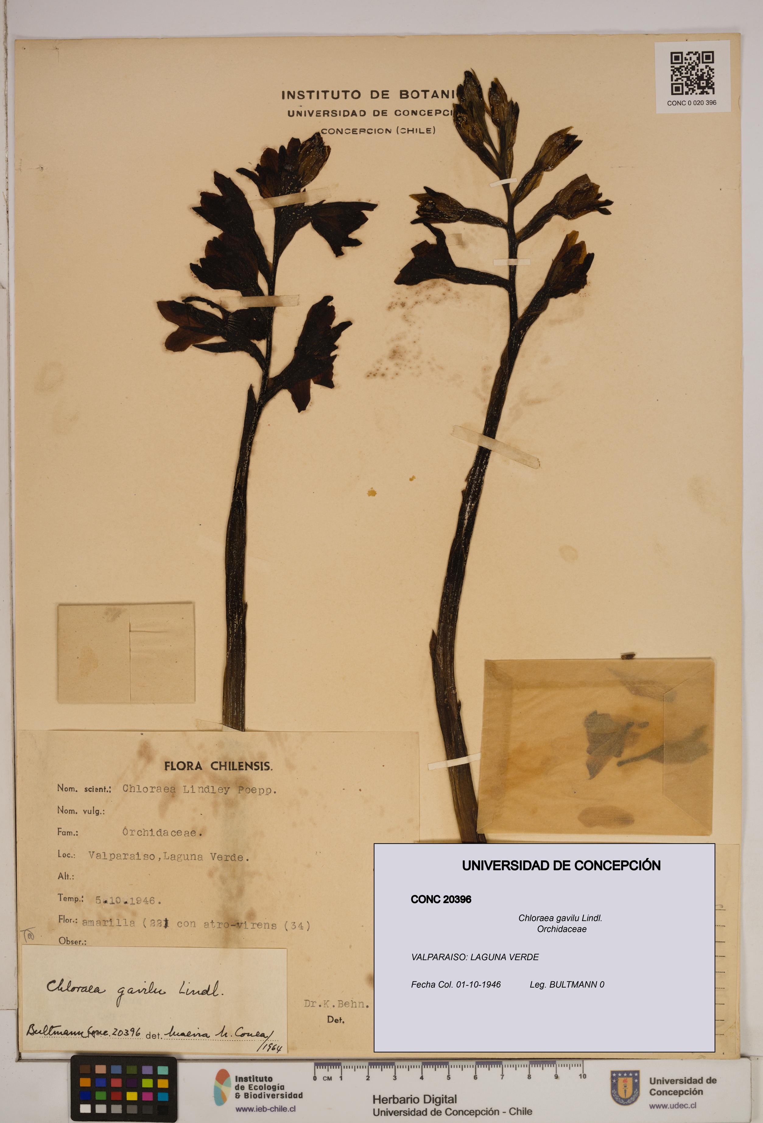 Chloraea gavilu [Espécimen: ]