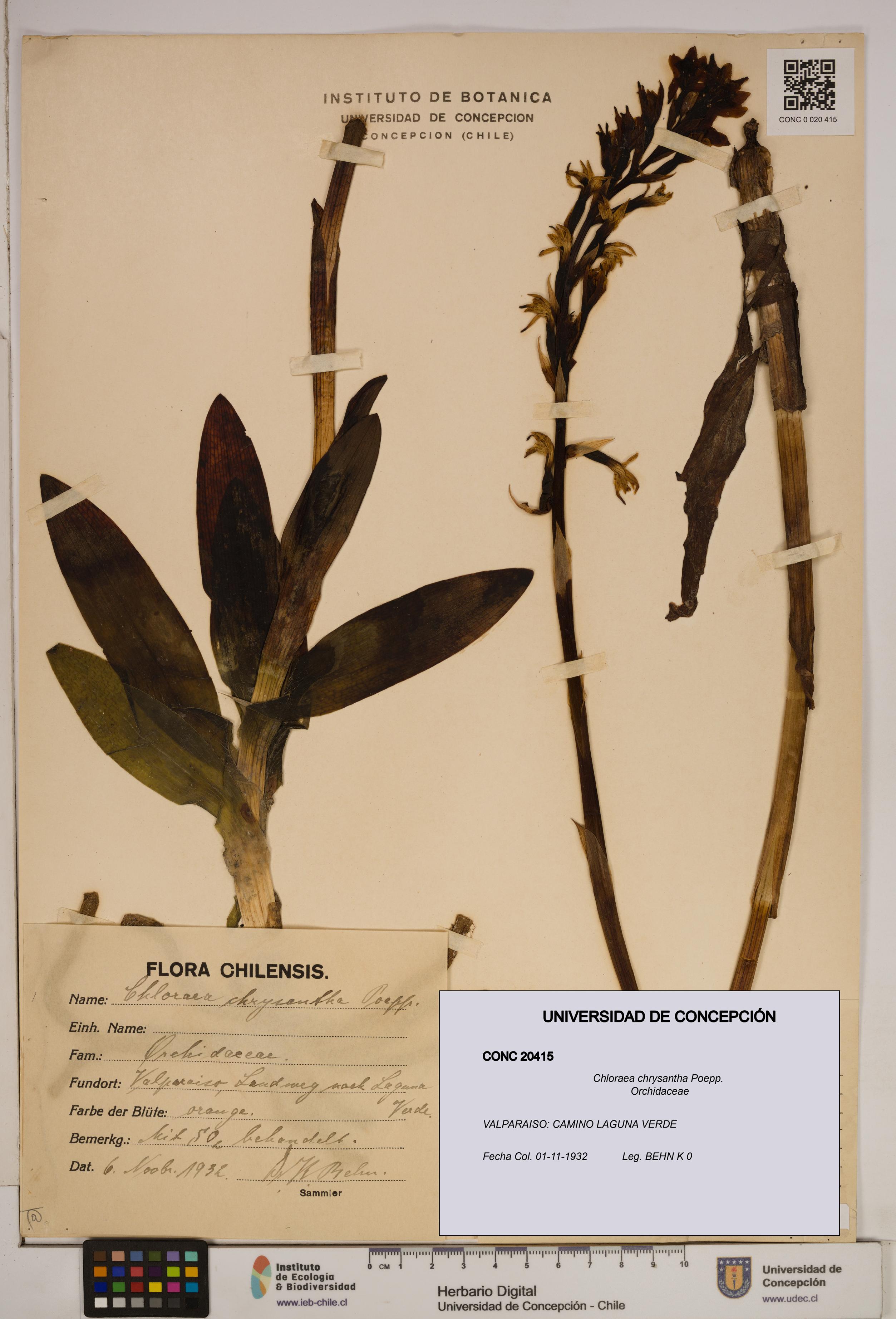 Chloraea chrysantha [Espécimen: ]