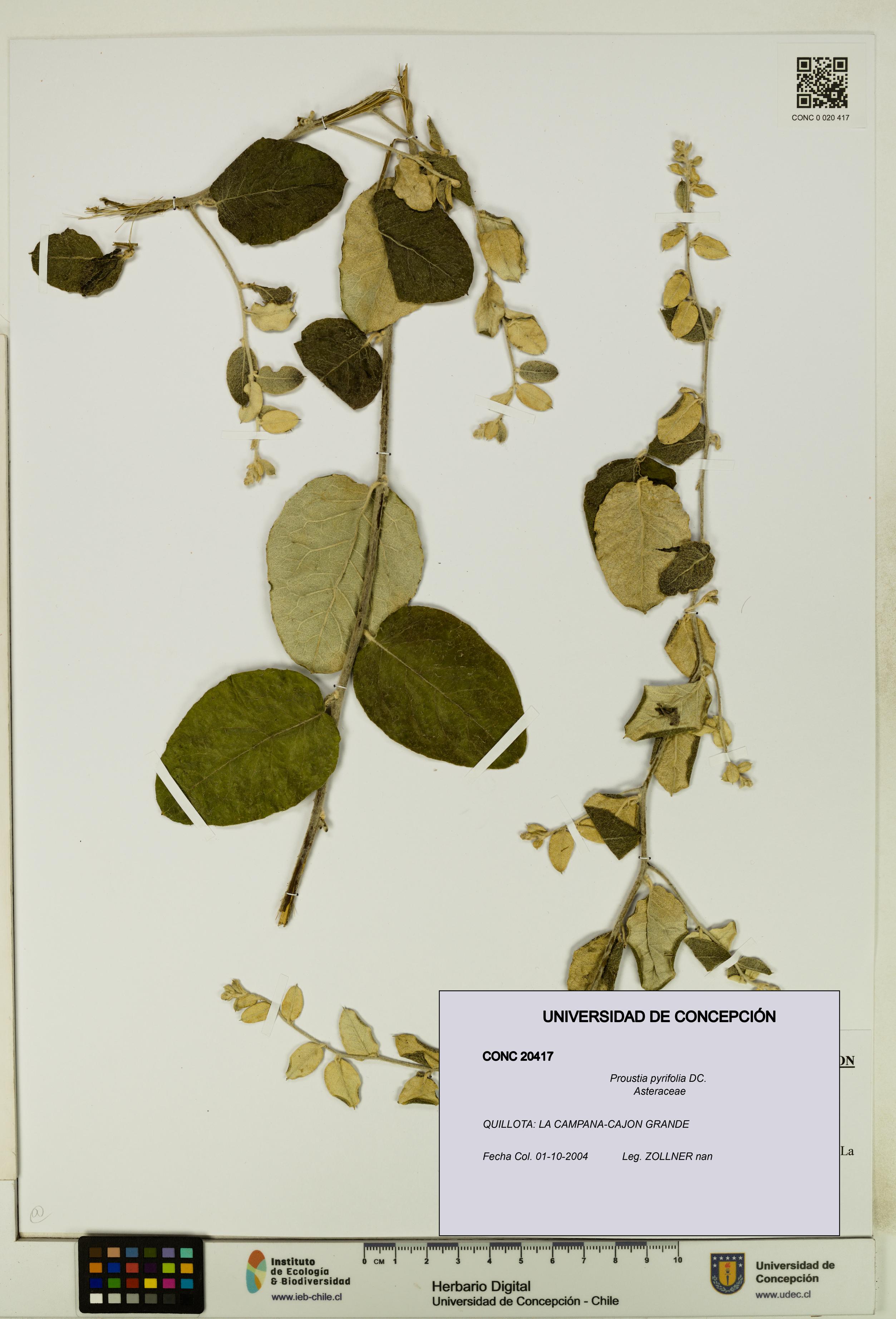 Proustia pyrifolia [Espécimen: UDEC:CONC:0020417]