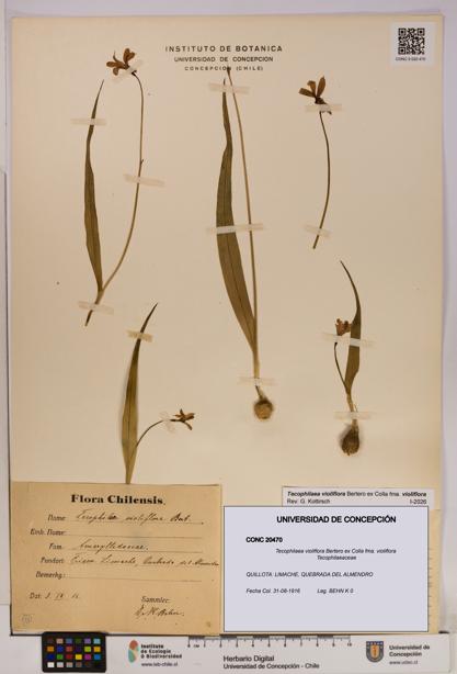 Tecophilaea violiflora fma. violiflora [Espécimen: UDEC:CONC:0020470]