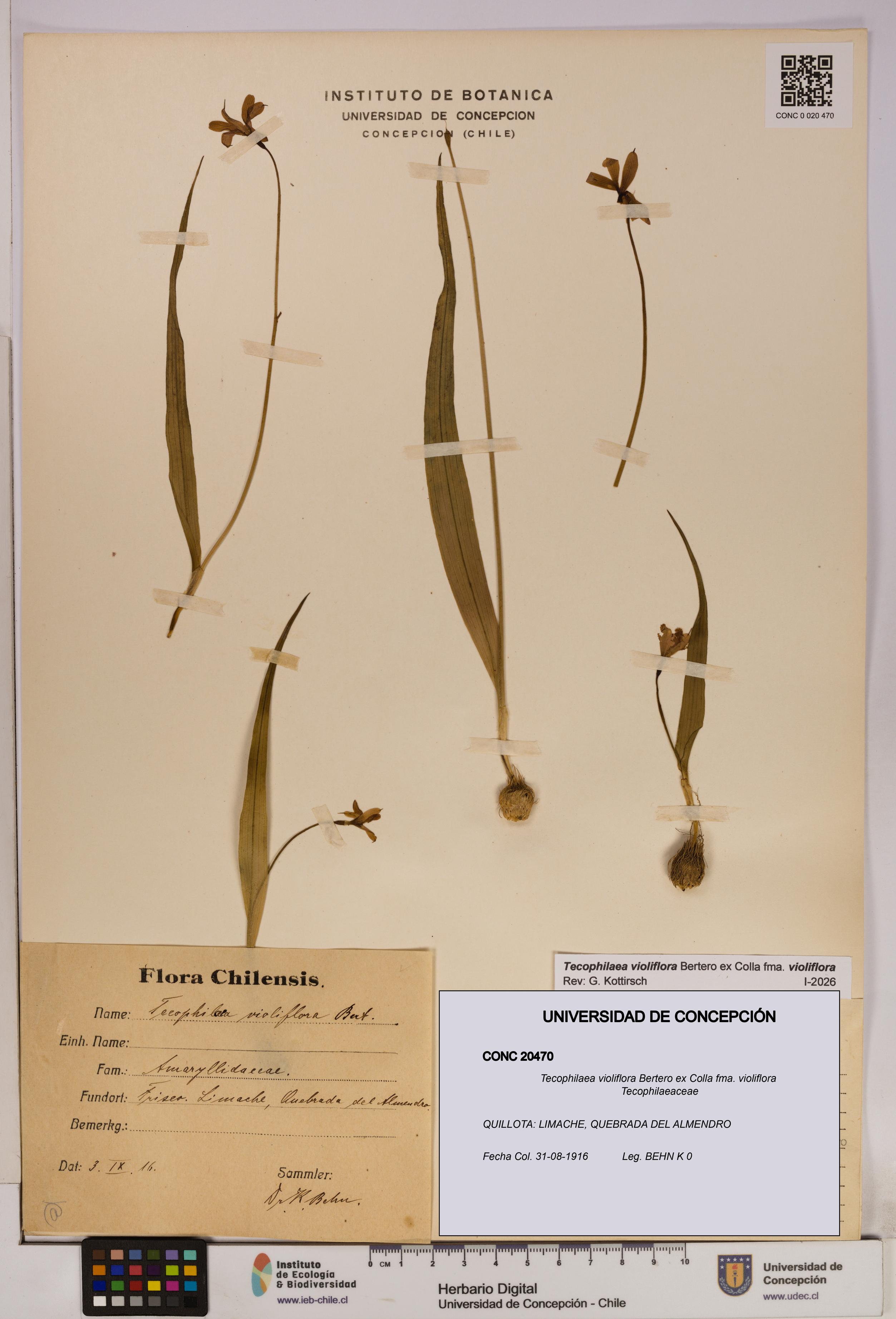 Tecophilaea violiflora fma. violiflora [Espécimen: UDEC:CONC:0020470]