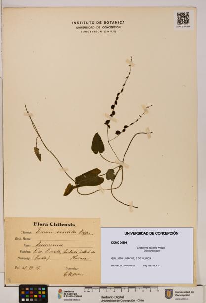Dioscorea saxatilis [Espécimen: ]