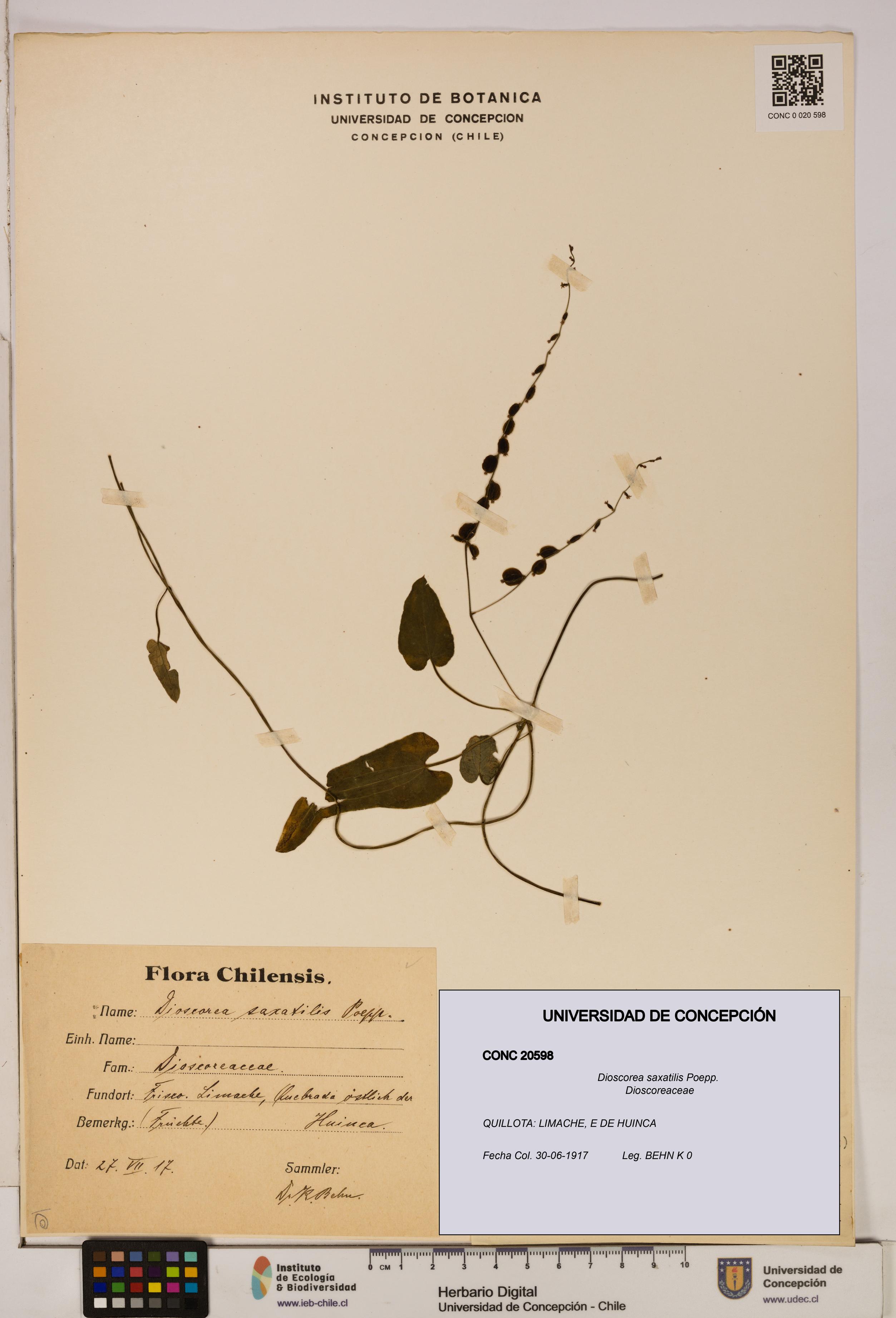 Dioscorea saxatilis [Espécimen: ]