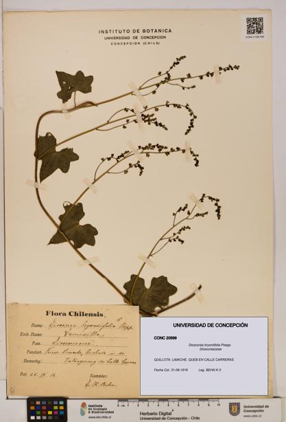 Dioscorea bryoniifolia [Espécimen: ]