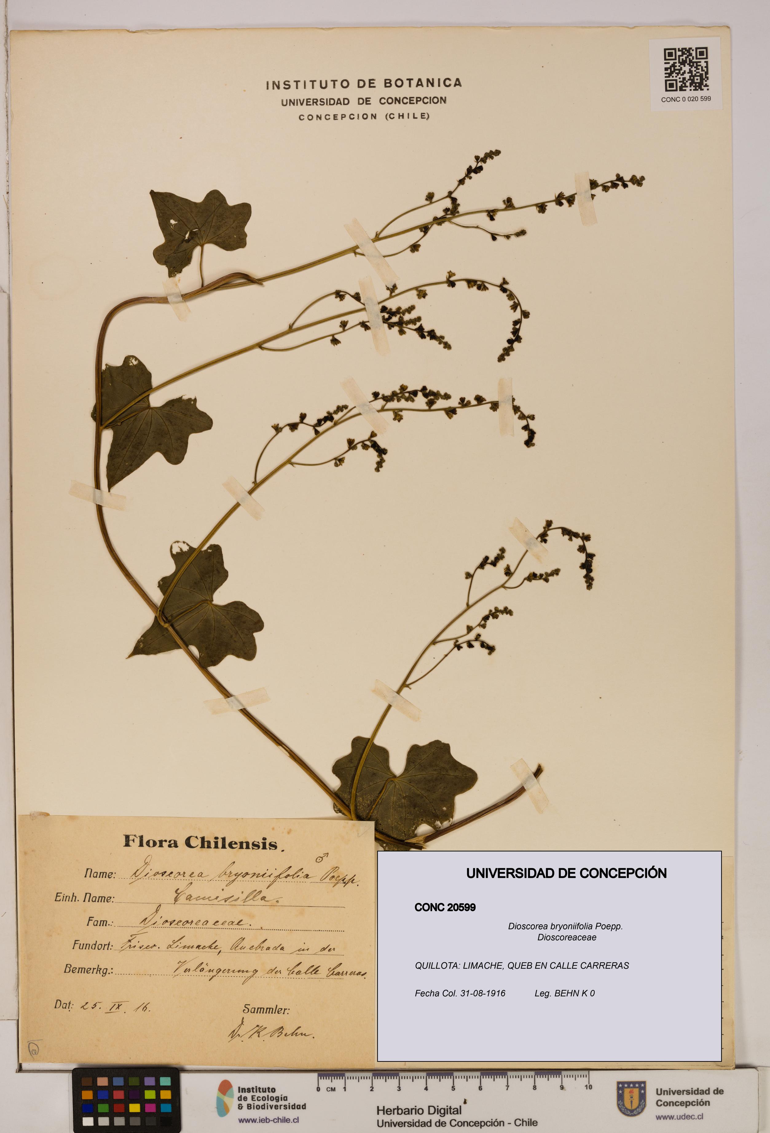 Dioscorea bryoniifolia [Espécimen: ]