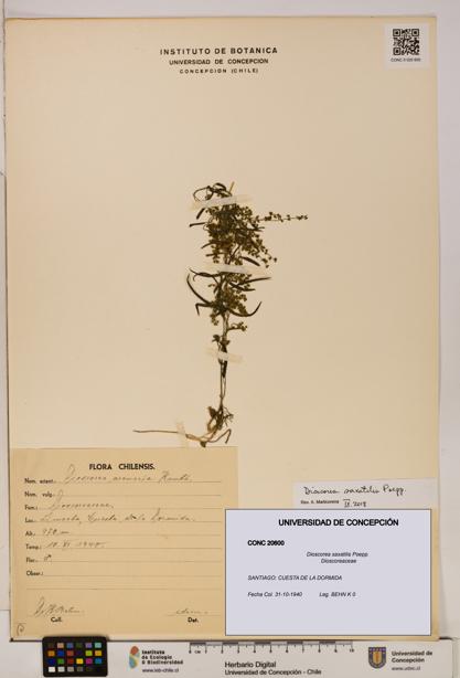 Dioscorea saxatilis [Espécimen: ]