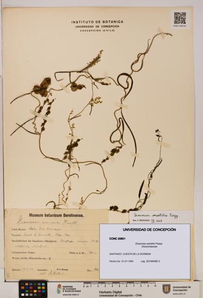 Dioscorea saxatilis [Espécimen: ]