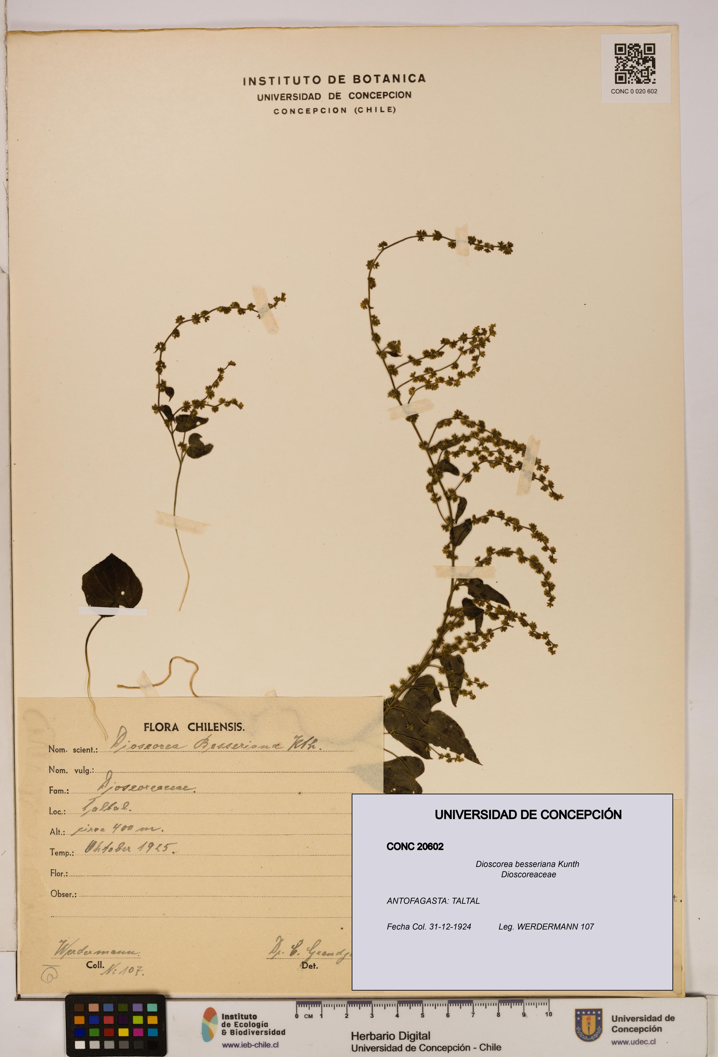Dioscorea besseriana [Espécimen: ]