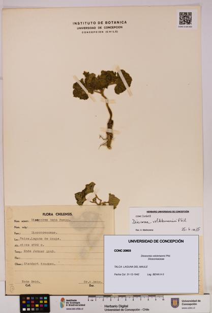 Dioscorea volckmannii [Espécimen: UDEC:CONC:0020603]