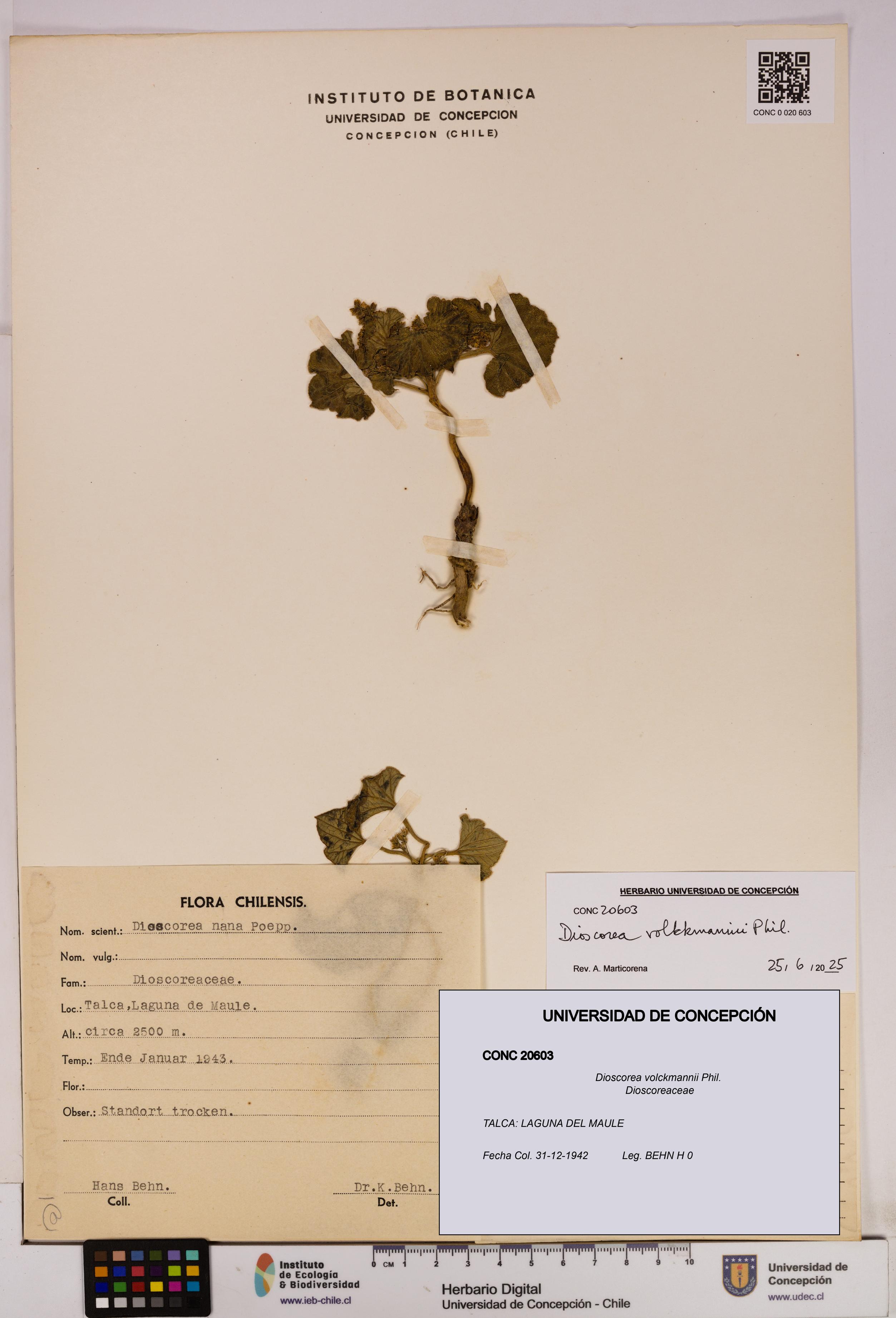 Dioscorea volckmannii [Espécimen: UDEC:CONC:0020603]