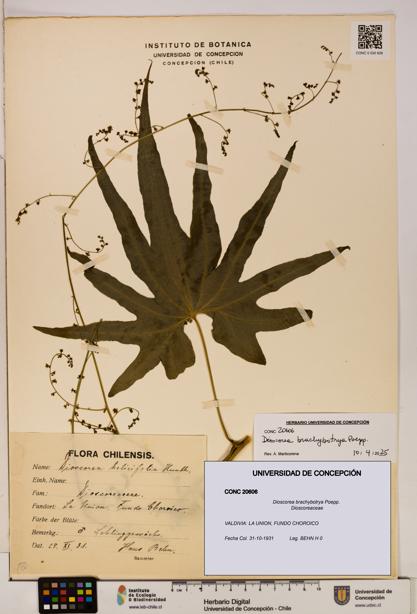Dioscorea brachybotrya [Espécimen: ]