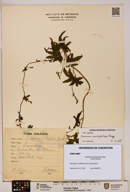 Dioscorea brachybotrya [Espécimen: ]