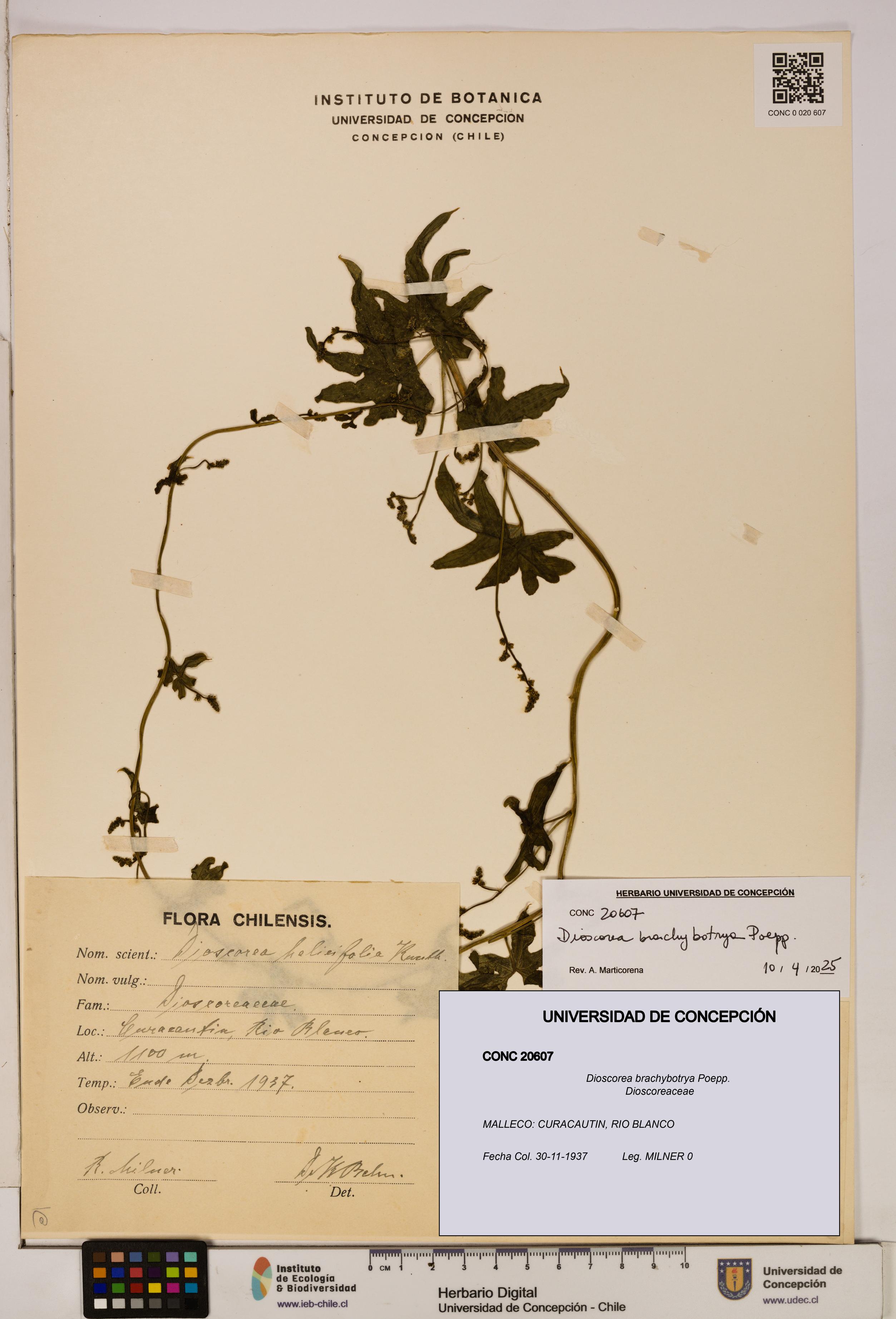 Dioscorea brachybotrya [Espécimen: ]
