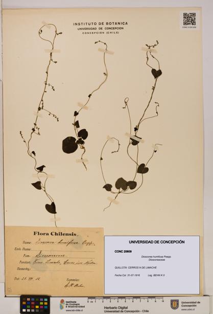 Dioscorea humifusa [Espécimen: ]