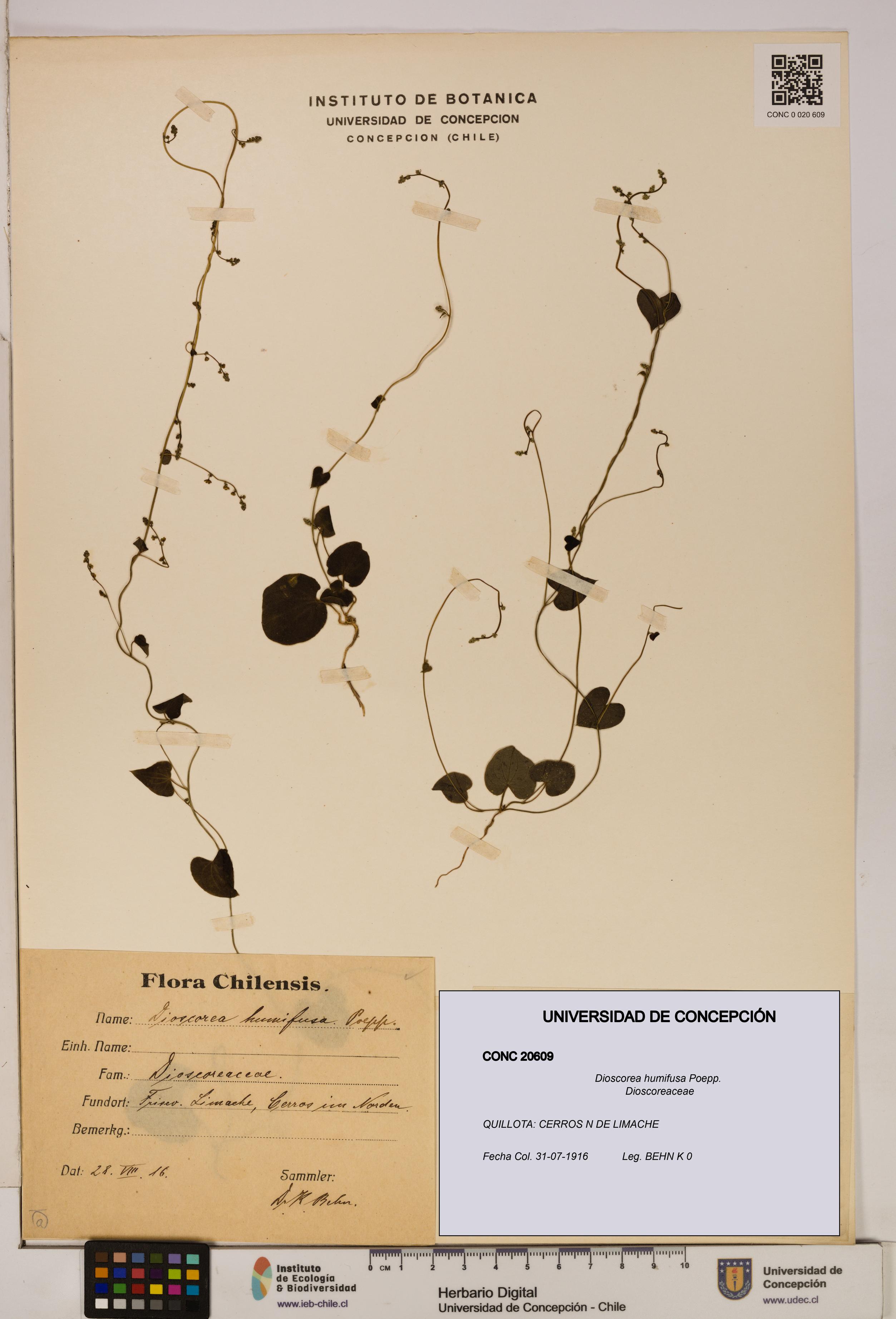 Dioscorea humifusa [Espécimen: ]