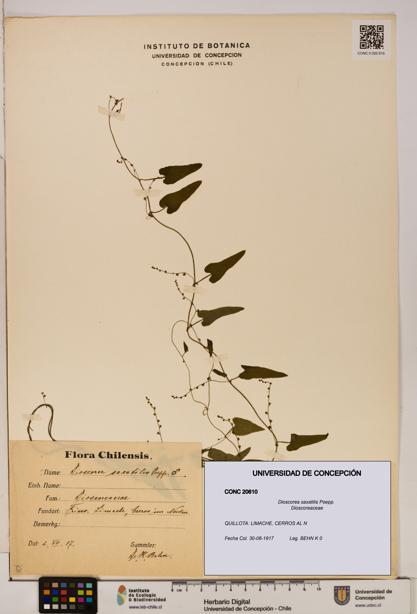 Dioscorea saxatilis [Espécimen: ]