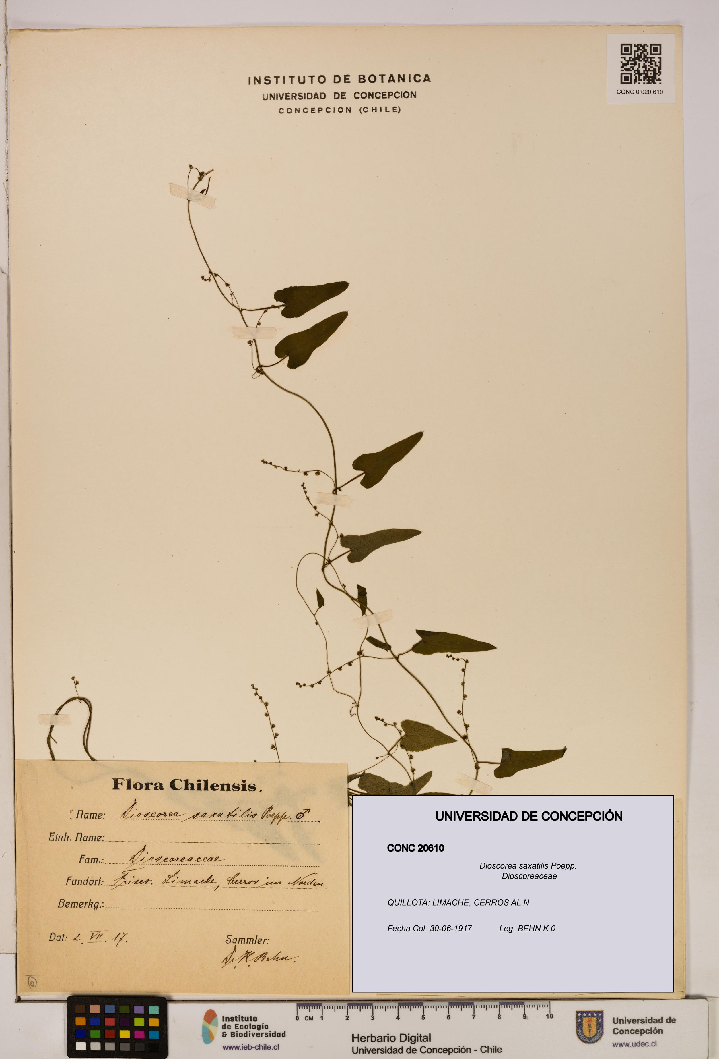 Dioscorea saxatilis [Espécimen: ]