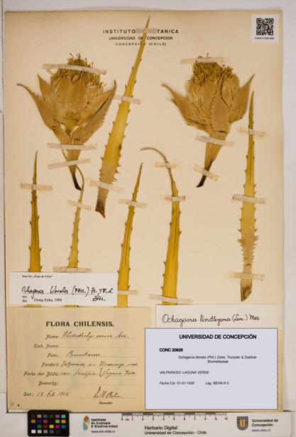 Ochagavia litoralis [Espécimen: ]