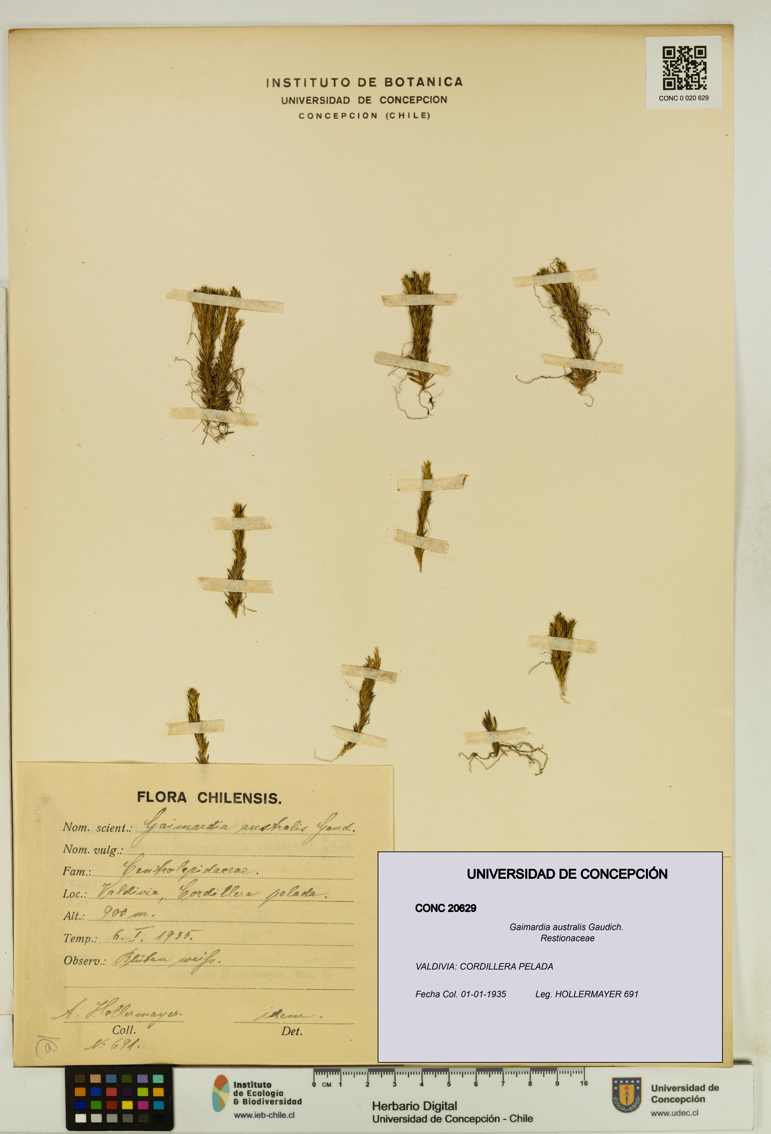 Gaimardia australis [Espécimen: UDEC:CONC:0020629]