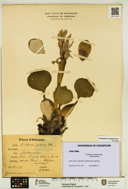 Pontederia crassipes [Espécimen: UDEC:CONC:0020632]