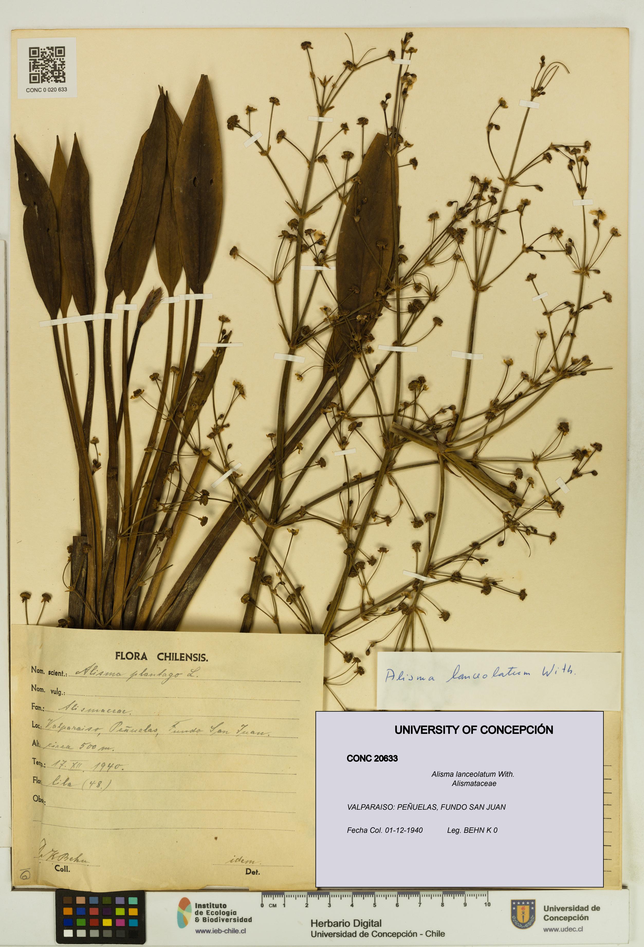 Alisma lanceolatum [Espécimen: UDEC:CONC:0020633]