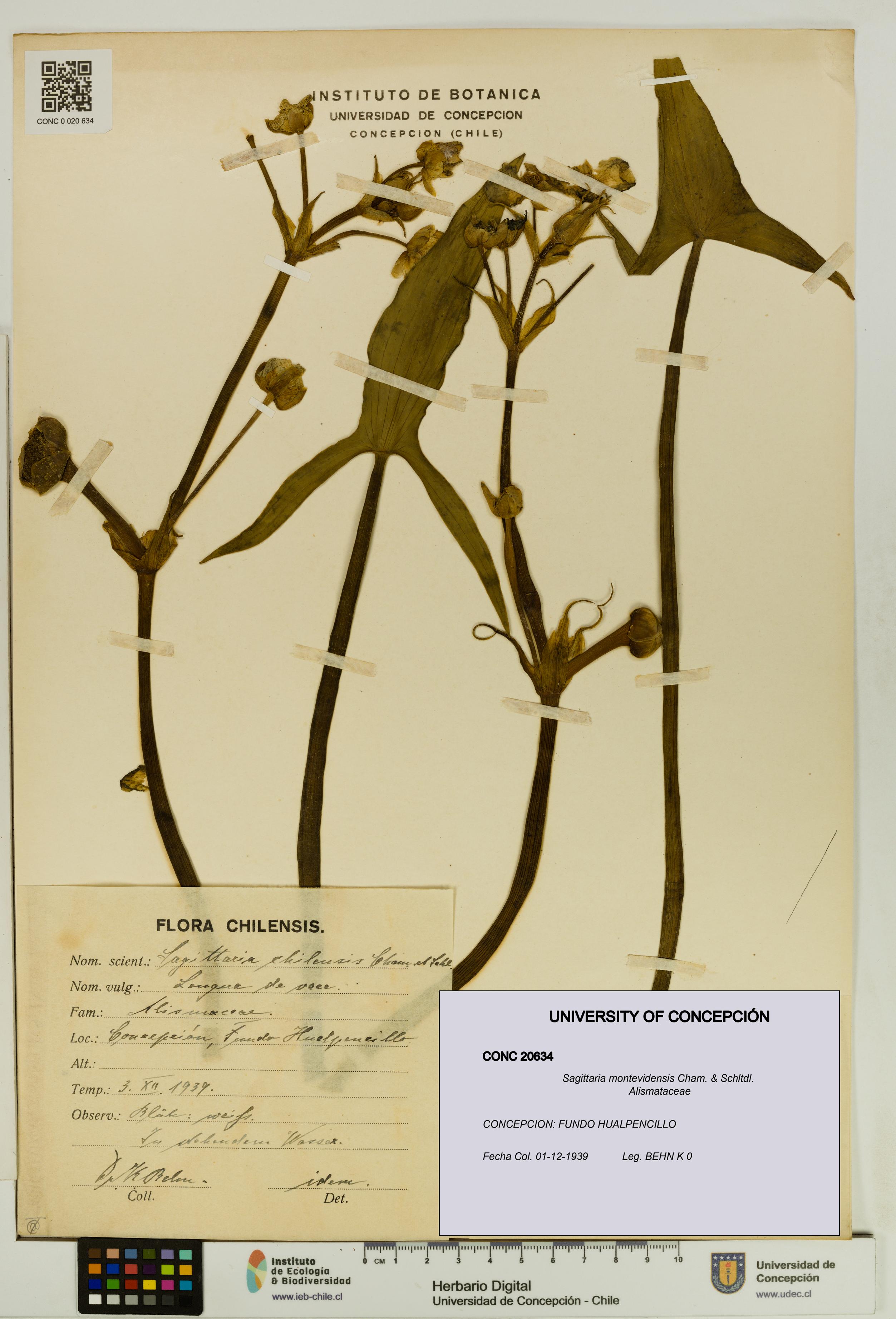 Sagittaria montevidensis [Espécimen: UDEC:CONC:0020634]
