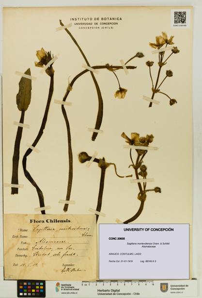 Sagittaria montevidensis [Espécimen: UDEC:CONC:0020635]