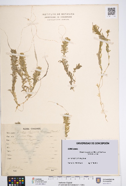 Elodea potamogeton [Espécimen: UDEC:CONC:0020643]