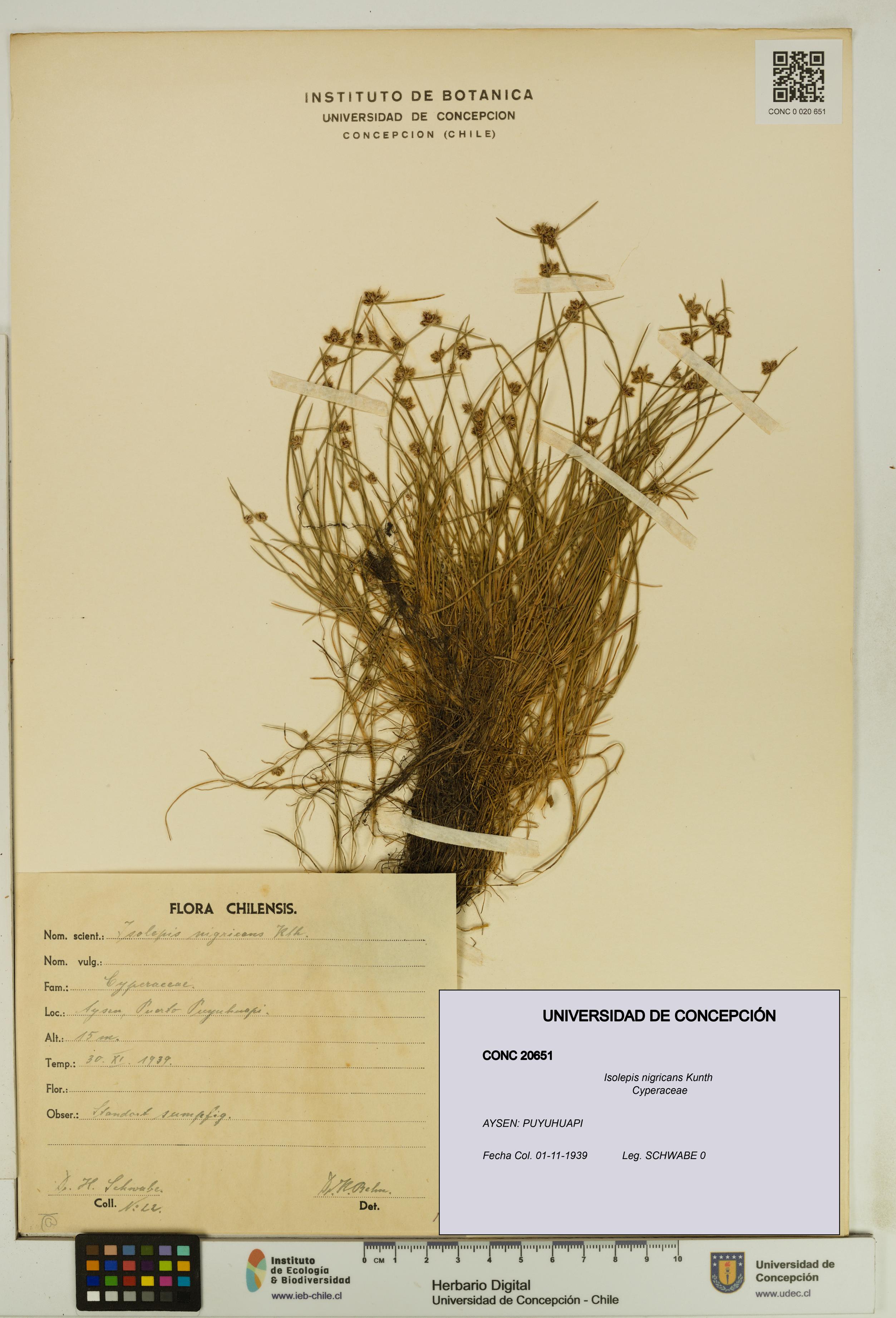 Isolepis nigricans [Espécimen: UDEC:CONC:0020651]