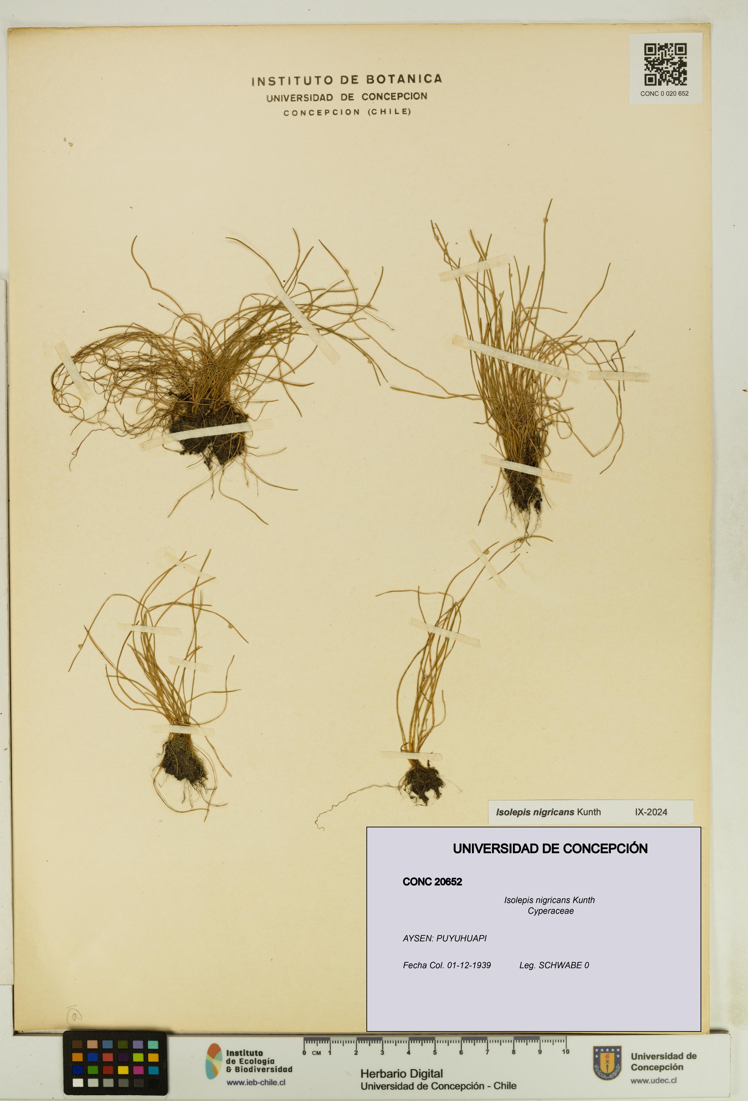 Isolepis nigricans [Espécimen: UDEC:CONC:0020652]