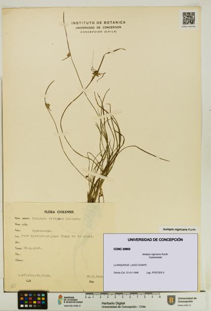 Isolepis nigricans [Espécimen: UDEC:CONC:0020653]