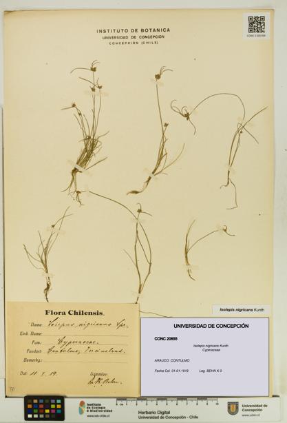Isolepis nigricans [Espécimen: UDEC:CONC:0020655]