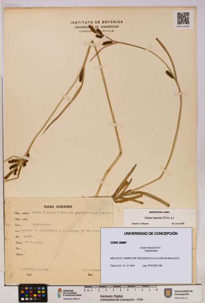 Carex fuscula [Espécimen: UDEC:CONC:0020667]