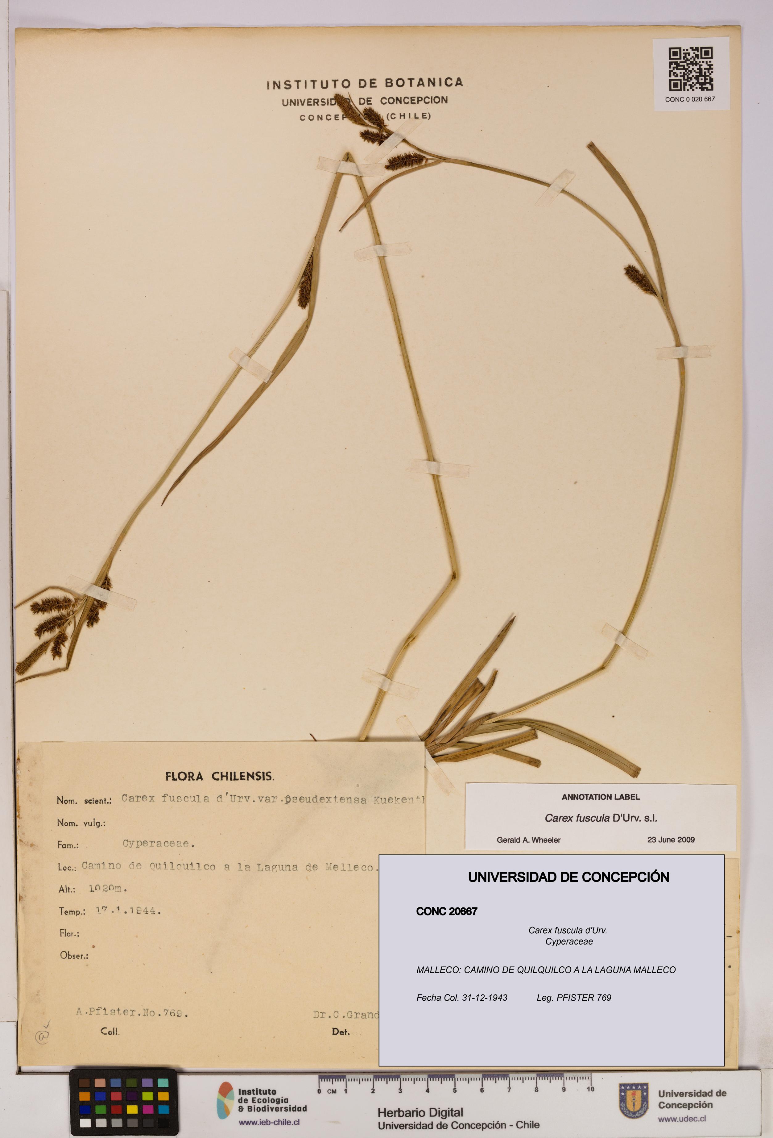 Carex fuscula [Espécimen: UDEC:CONC:0020667]