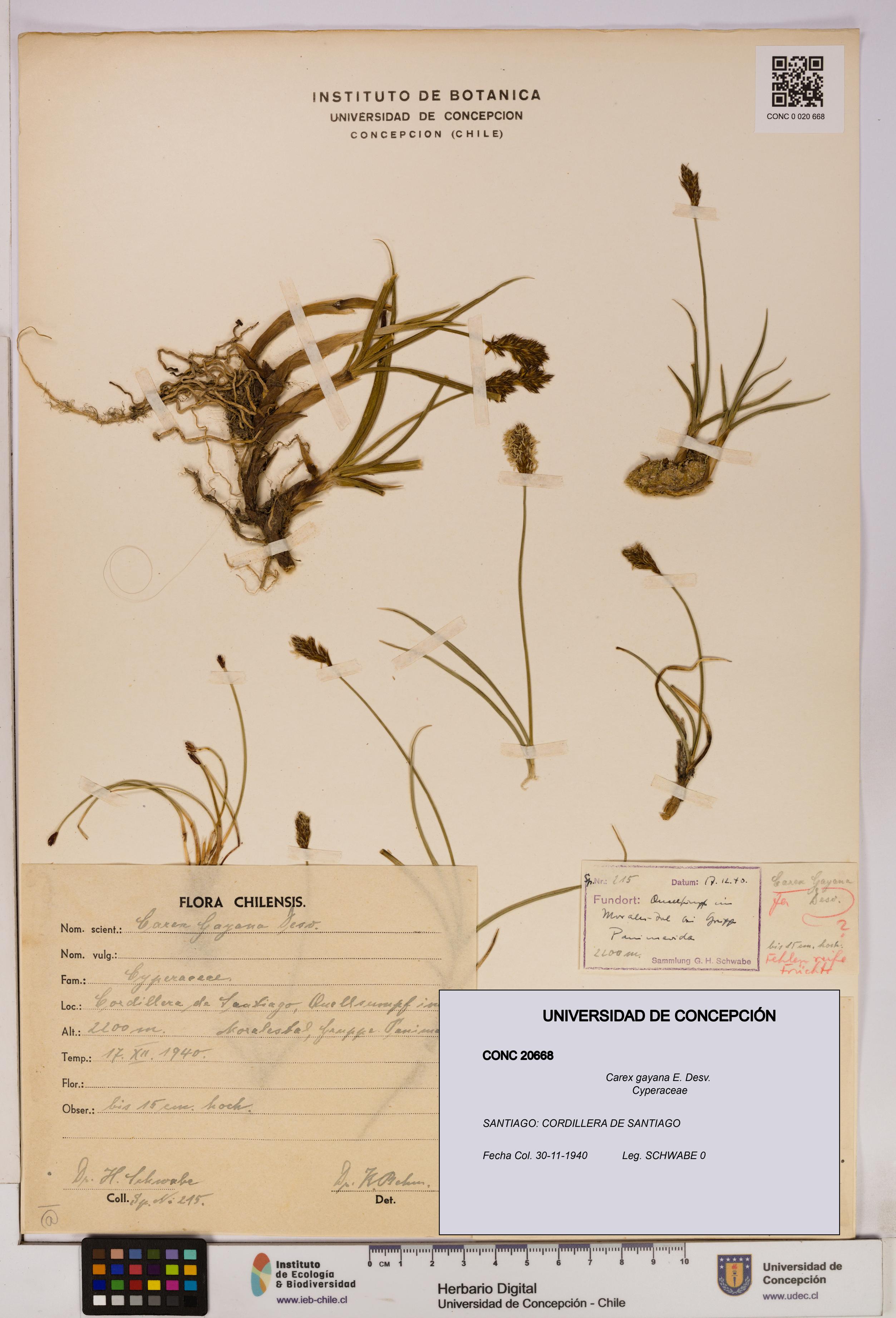 Carex gayana [Espécimen: UDEC:CONC:0020668]