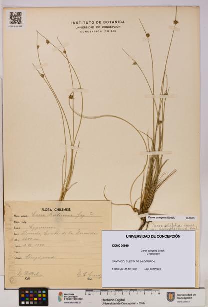 Carex pungens [Espécimen: UDEC:CONC:0020669]