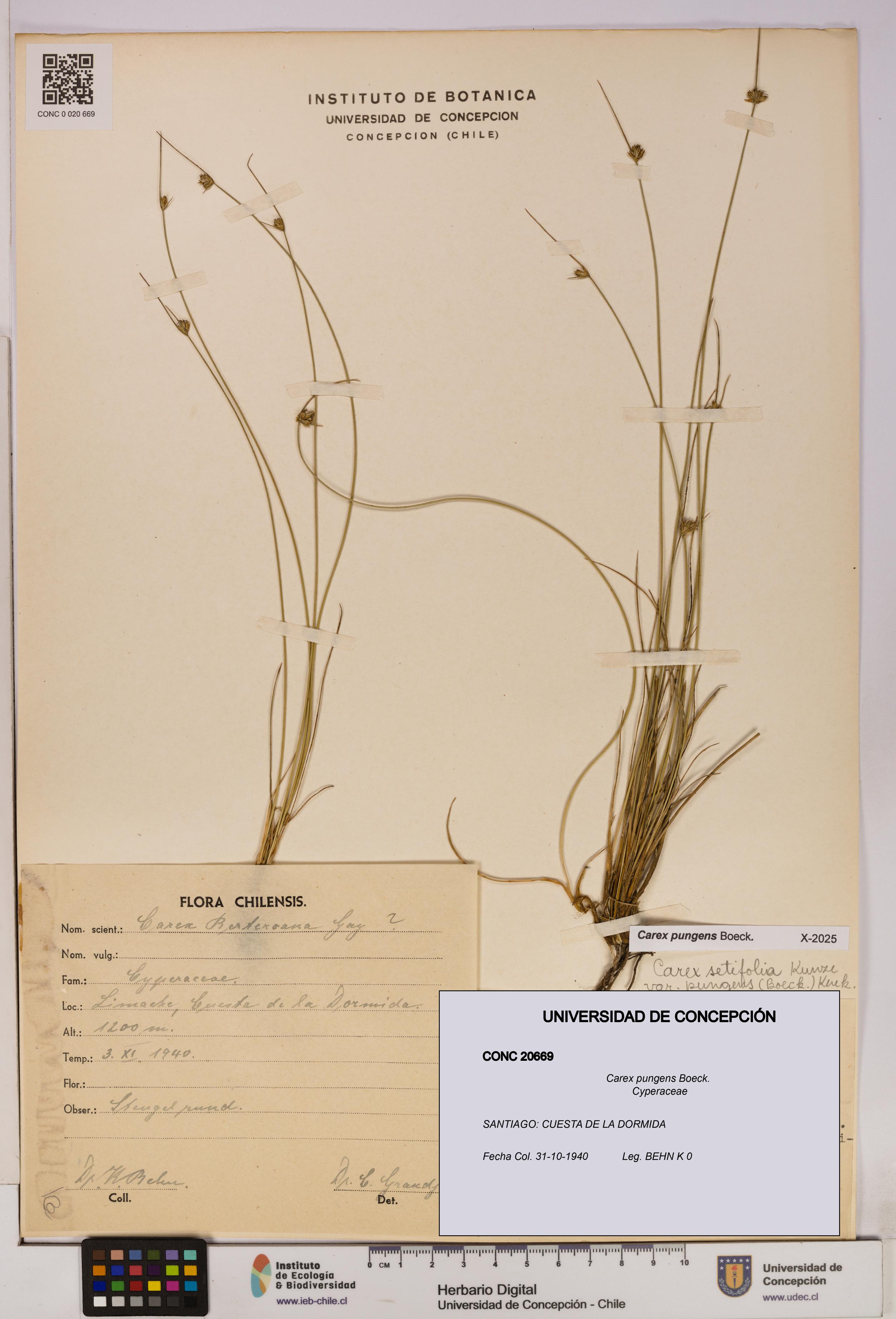 Carex pungens [Espécimen: UDEC:CONC:0020669]