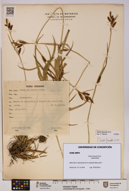 Carex fuscula [Espécimen: UDEC:CONC:0020675]