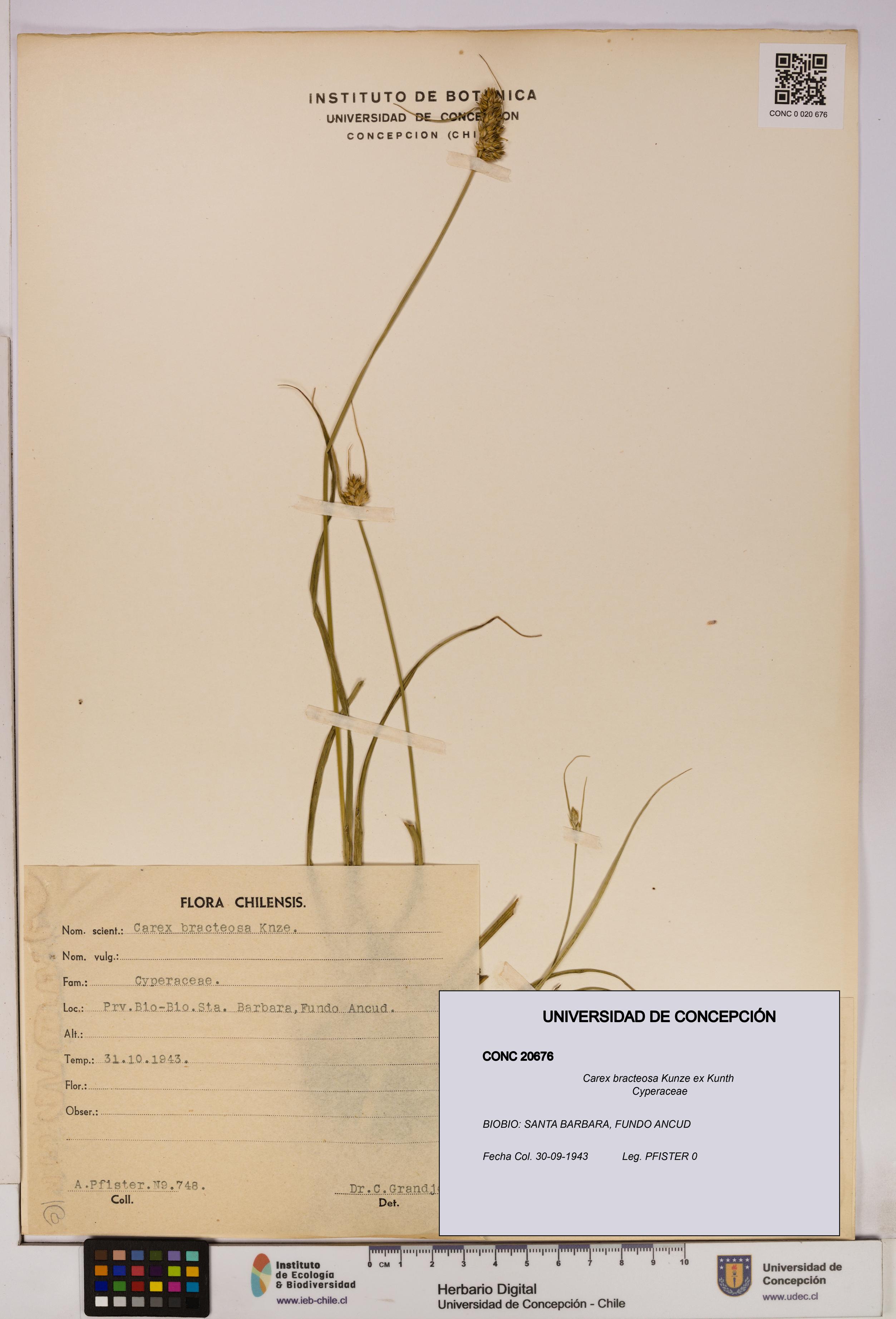 Carex bracteosa [Espécimen: UDEC:CONC:0020676]