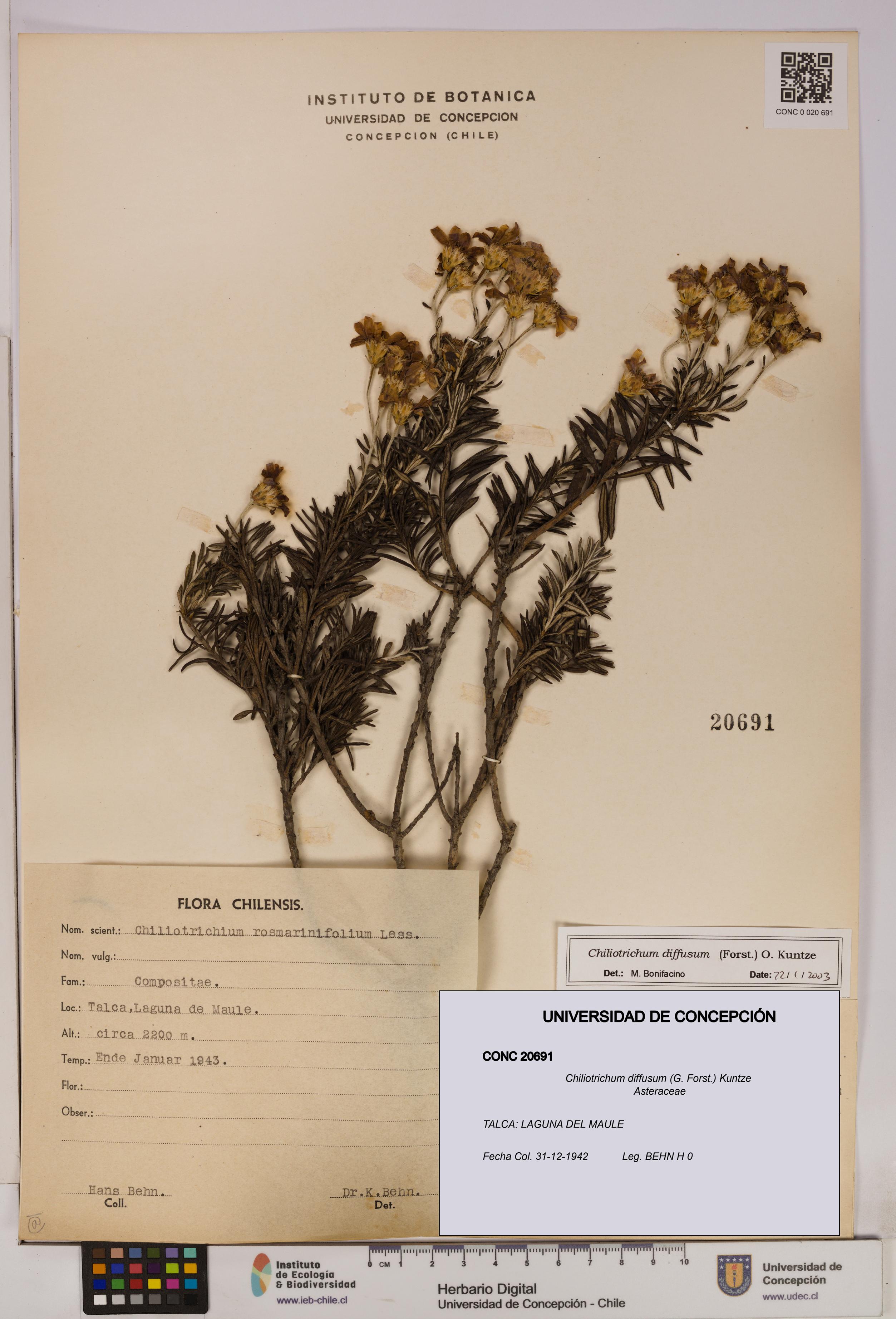 Chiliotrichum diffusum [Espécimen: UDEC:CONC:0020691]